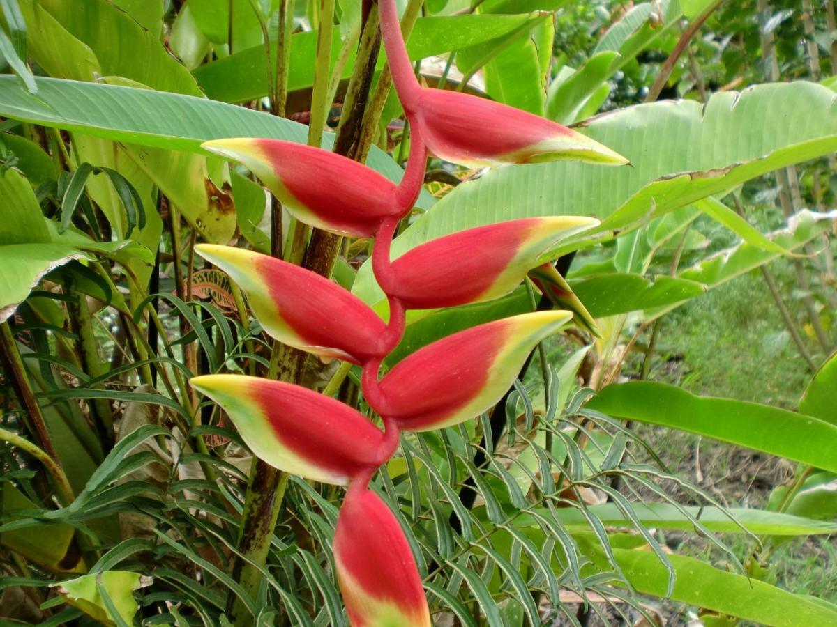 Bears' Place Guest House Kalaoa المظهر الخارجي الصورة